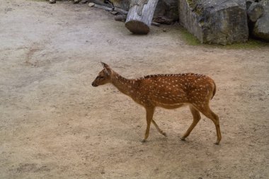 Ormanda düşen geyik