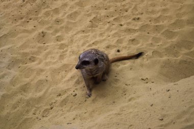 çayır köpeği'ni kum üzerinde