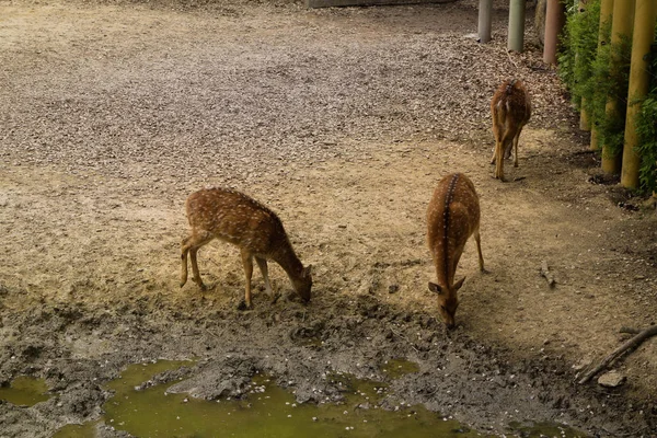 Damherten Het Bos — Stockfoto