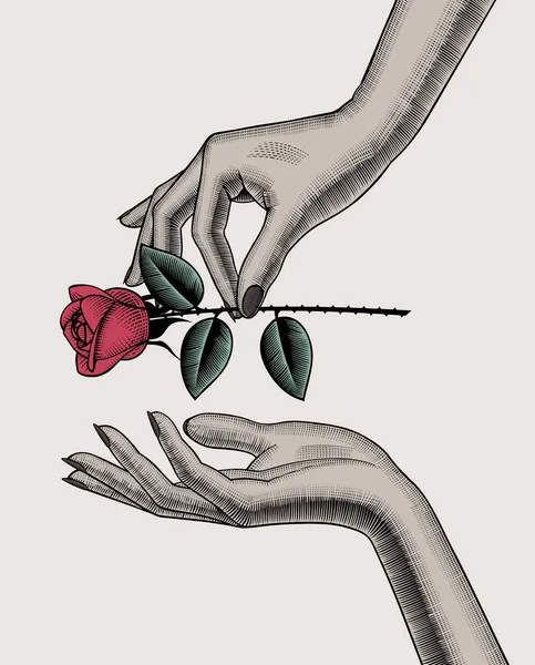 Рука Жінки Дає Червону Троянду Іншу Руку Дизайн Вітальних Листівок — стоковий вектор