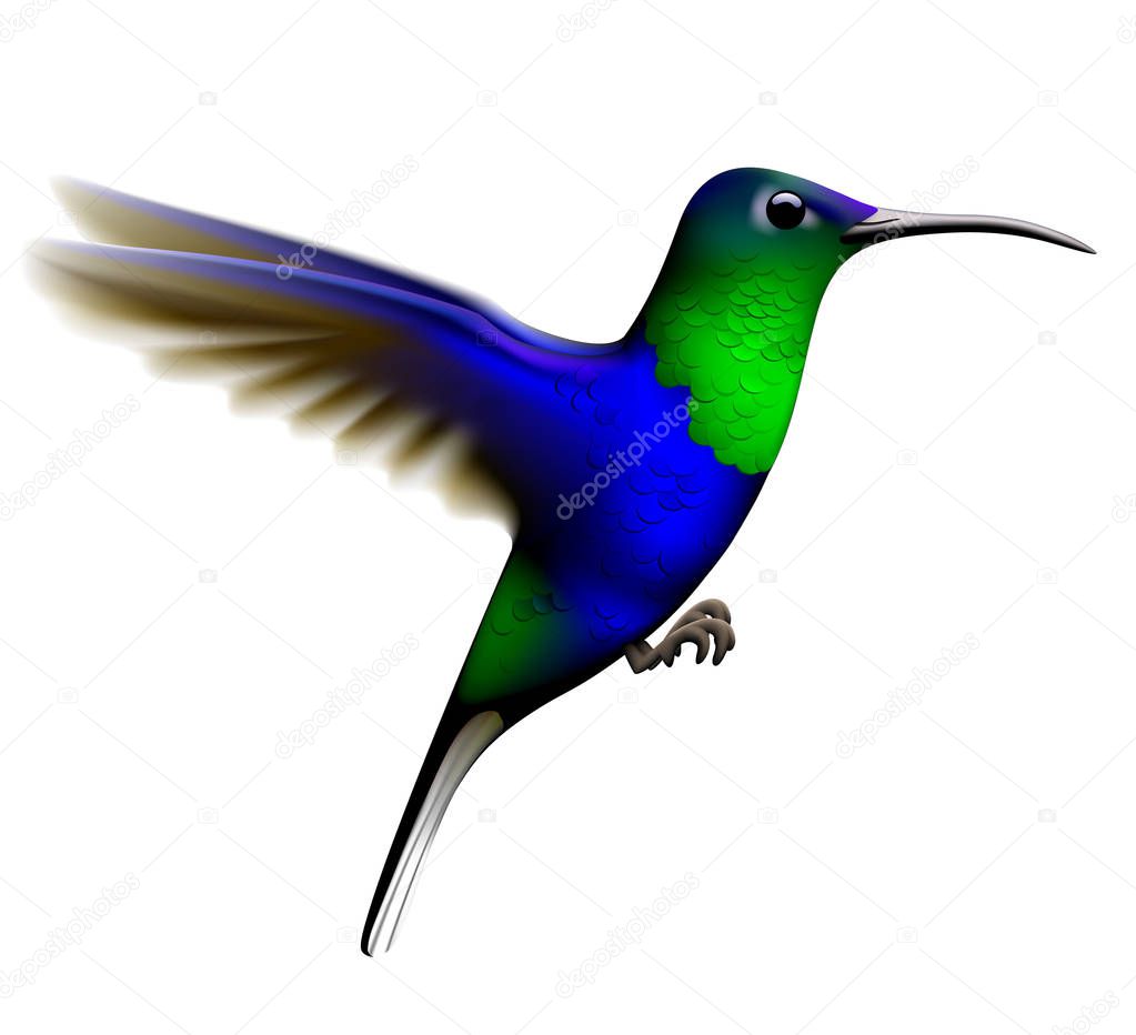 Flying green and blue hummingbird isolated on white background. Vector illustration