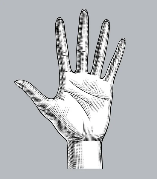 Kvinnans vidöppna hand handflatan ner spred de fem fingrarna — Stock vektor