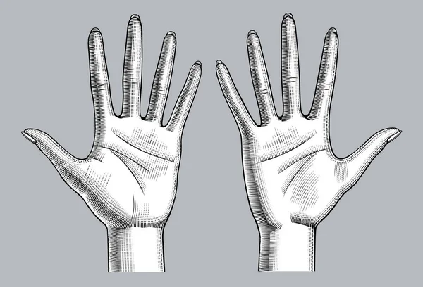Par de mãos femininas palma para cima com os dedos abertos — Vetor de Stock
