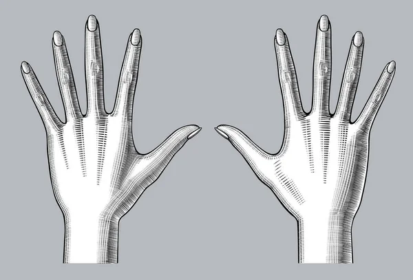 Açık parmakları ile kadın elleri avuç içi çifti — Stok Vektör