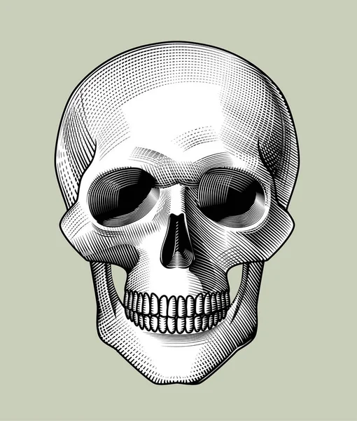 Mänsklig skalle full Face — Stock vektor