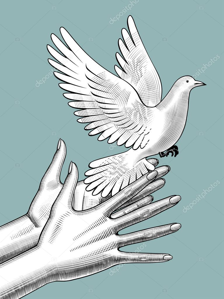 Female hands release a white dove. Vintage stylized drawing.