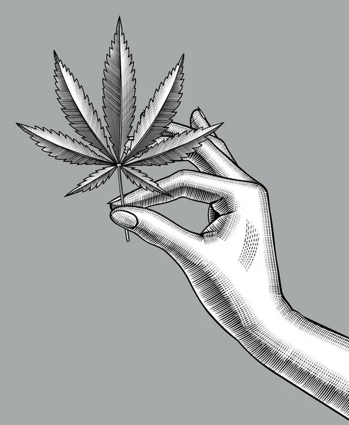 Mano Femenina Con Hoja Cannabis Grabado Vintage Dibujo Estilizado Blanco — Vector de stock