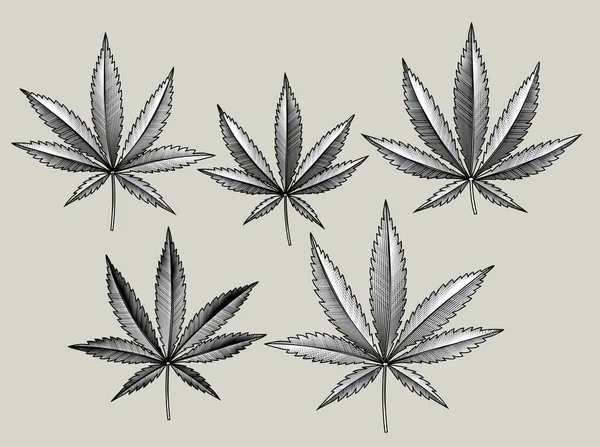 Cannabisblätter Gesetzt Vintage Stich Schwarz Weiß Stilisierte Zeichnung Vektorillustration — Stockvektor