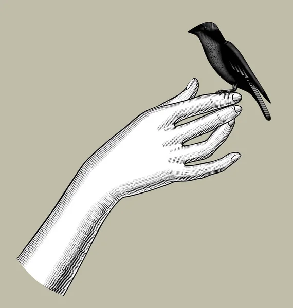 Vrouwelijke Hand Met Een Vogel Vintage Gegraveerde Gestileerde Tekening Vectorillustratie — Stockvector