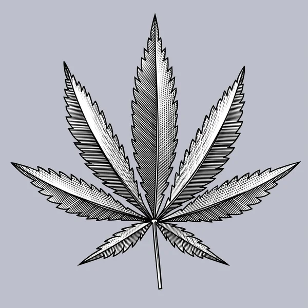 Cannabis Blatt Vintage Stich Schwarz Weiß Stilisierte Zeichnung Vektorillustration — Stockvektor