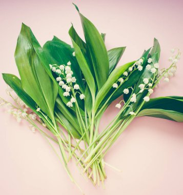 Lily vadi çiçek arka plan üzerinde kapat