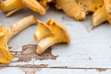 Cantharellus cibarius mantar yakın çekim