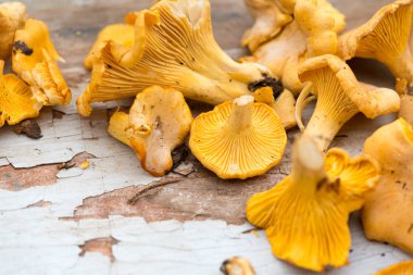 Cantharellus cibarius mantar yakın çekim