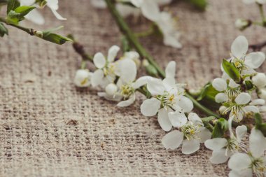 Arka planda çiçeği şube, yakın yukarı