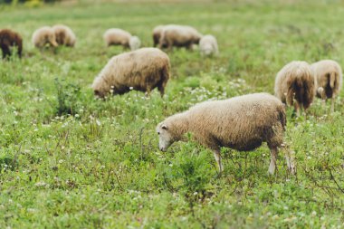 Koyunları yaz alan arka plan üzerinde