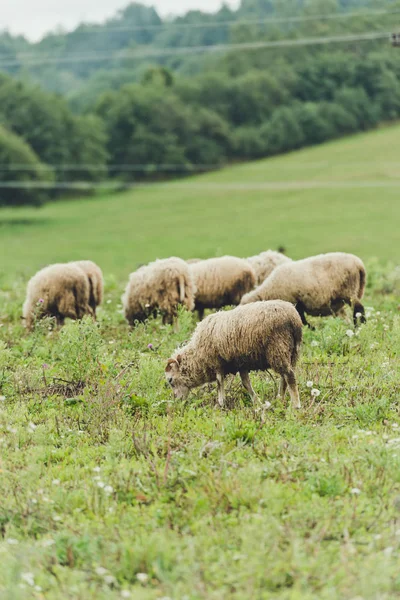 Ovelhas Campo Verão Fundo — Fotografia de Stock