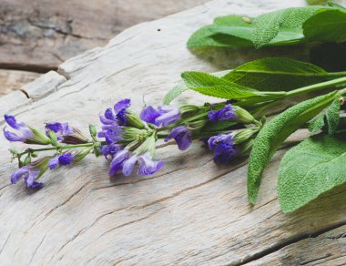 Otlar adaçayı arka plan üzerinde kapat