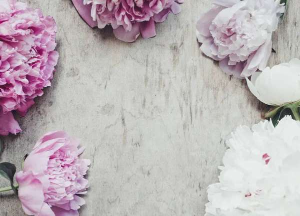 Beautiful Peonies Flowers Background Close — Stock Photo, Image