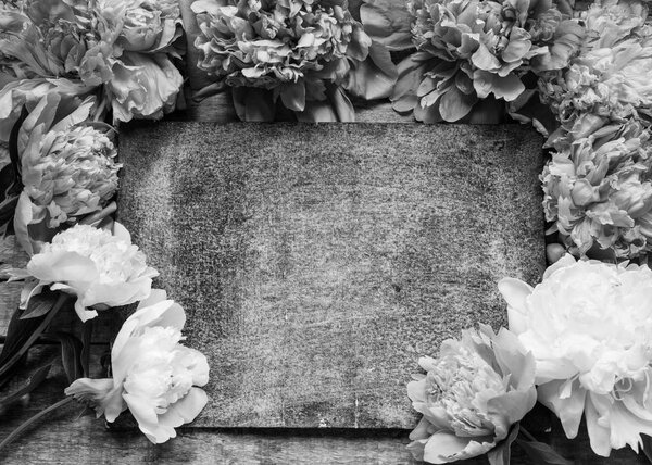 Beautiful peonies flowers on background,close up