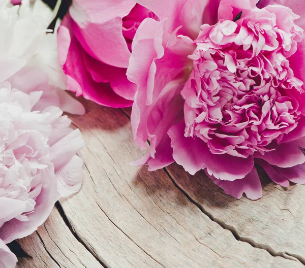 Hermosas Flores Peonías Fondo Cerca — Foto de Stock