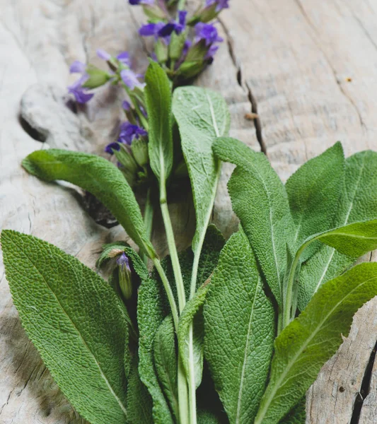 Salvia Alle Erbe Sullo Sfondo Primo Piano — Foto Stock