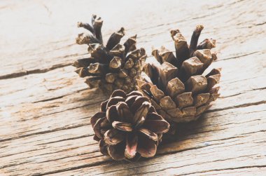 Köknar koni arka planda, yakın çekim