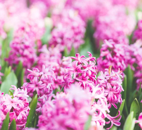 Hyacinths Flowers Background Close — Stock Photo, Image