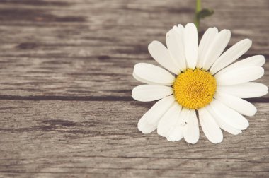 papatya ahşap bir arka plan üzerinde yakın