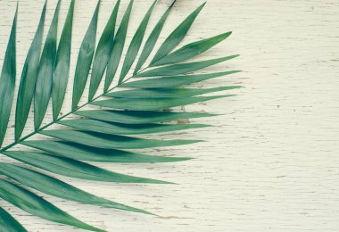 arka plan üzerinde palmiye yaprak yeşil