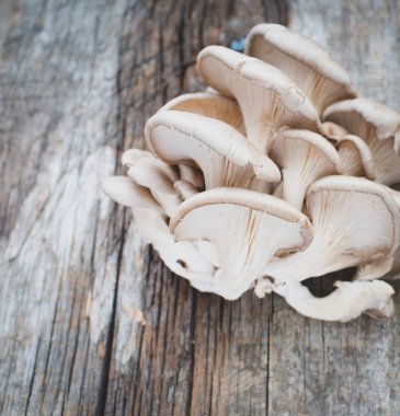 Arka plan üzerinde taze mantar yakın çekim