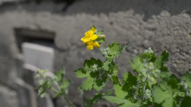 Yellow Wood Anemone Blooming Spring — Stock Video