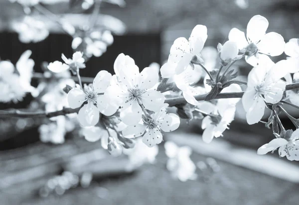 Kwiat Wiśniowy Wiosną Białe Kwiaty — Zdjęcie stockowe