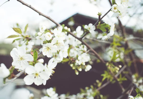 Flor Cereja Primavera Flores Brancas — Fotografia de Stock