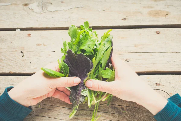 Green Culinary Herbs Background Close — Stock Photo, Image