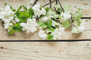 Arka planda çiçeği şube, yakın yukarı