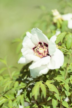 bahar çiçek yakın / soyut doğa arka plan 