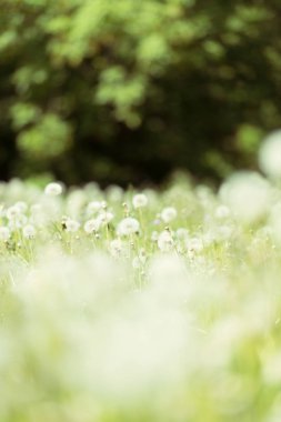 bahar karahindiba çiçekleri yakın / soyut doğa arka plan 