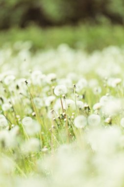 bahar karahindiba çiçekleri yakın / soyut doğa arka plan 