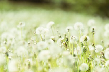 bahar karahindiba çiçekleri yakın / soyut doğa arka plan 