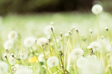 bahar karahindiba çiçekleri yakın / soyut doğa arka plan 