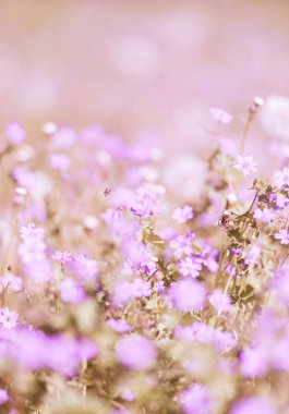 bahar çiçekleri yakın / soyut doğa arka plan 