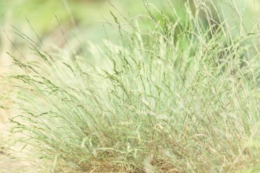 bahar yeşil çim yakın / soyut doğa arka plan 