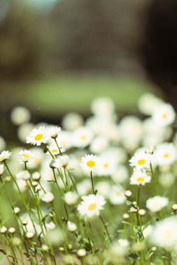 bahar chamomiles çiçekler yakın / soyut doğa arka plan 