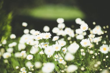 bahar chamomiles çiçekler yakın / soyut doğa arka plan 