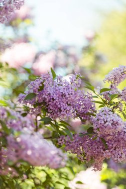 bahar çiçekleri leylak yakın / soyut doğa arka plan 