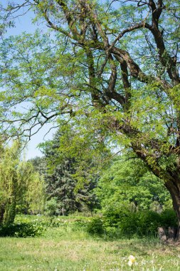 ilkbaharda yeşil ağaç/soyut doğa arka plan
