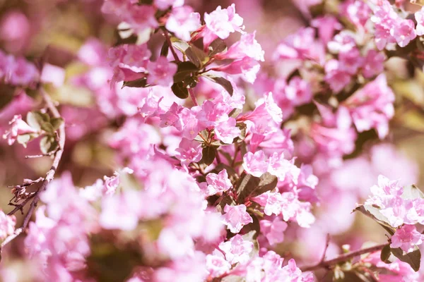 Flores Primavera Close Abstrato Natureza Fundo — Fotografia de Stock