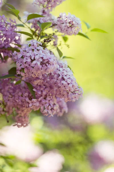 Spring Flowers Lilac Close Abstract Nature Background — Stock Photo, Image