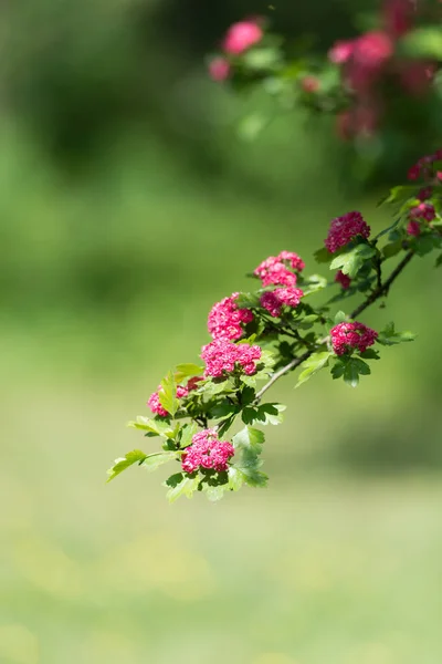 Wiosna Kwiaty Bliska Natura Streszczenie Tło — Zdjęcie stockowe