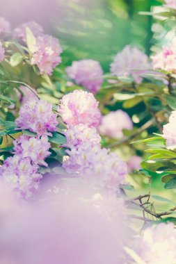 bahar çiçekleri yakın / soyut doğa arka plan 